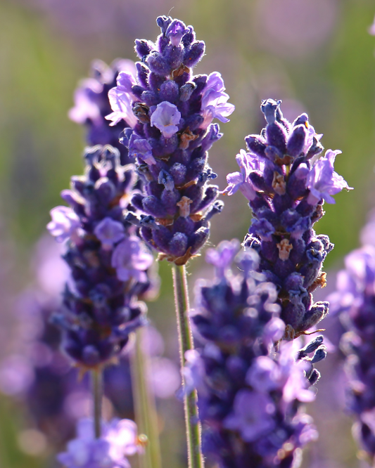 The Ultimate Guide to Essential Oils for Men