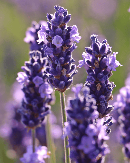 The Ultimate Guide to Essential Oils for Men - Oily Fig Aromatherapy